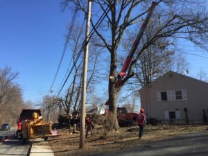 tree service crew