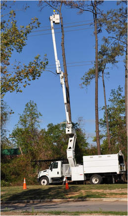 Tree Services Randolph NJ