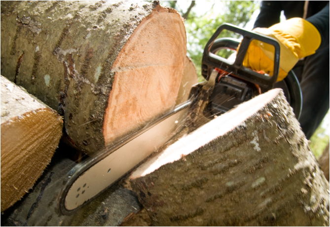 tree cutting with chainsaw
