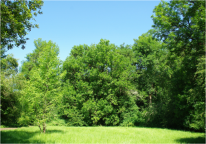 randolph tree being serviced